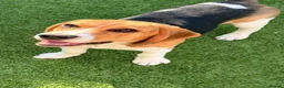 Beagle dogs for sale: Beagle puppy Archie in Pinner - Advert 4