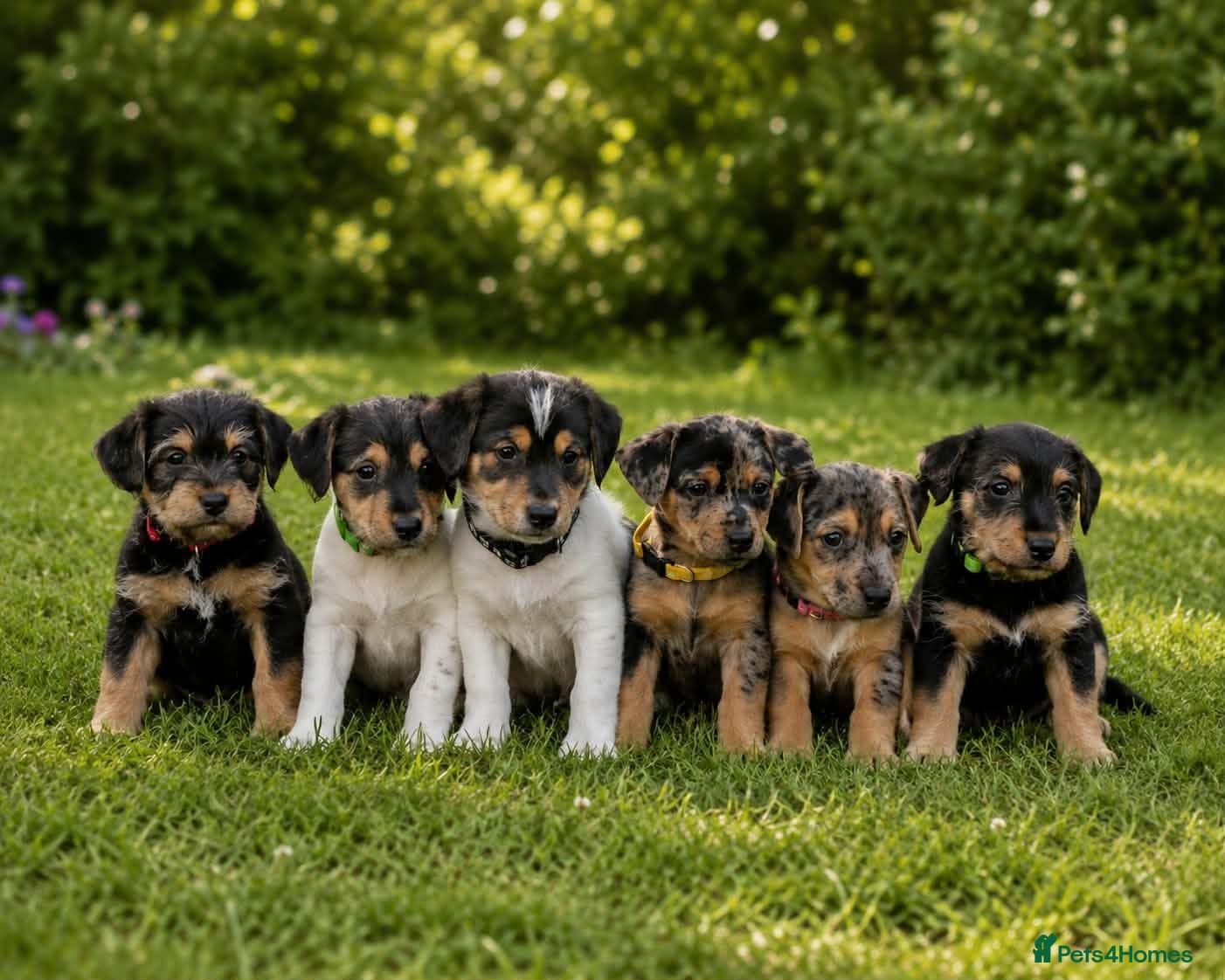 Jack Russell dogs Beautiful Litter of Jack Russell Puppies  - Advert 1