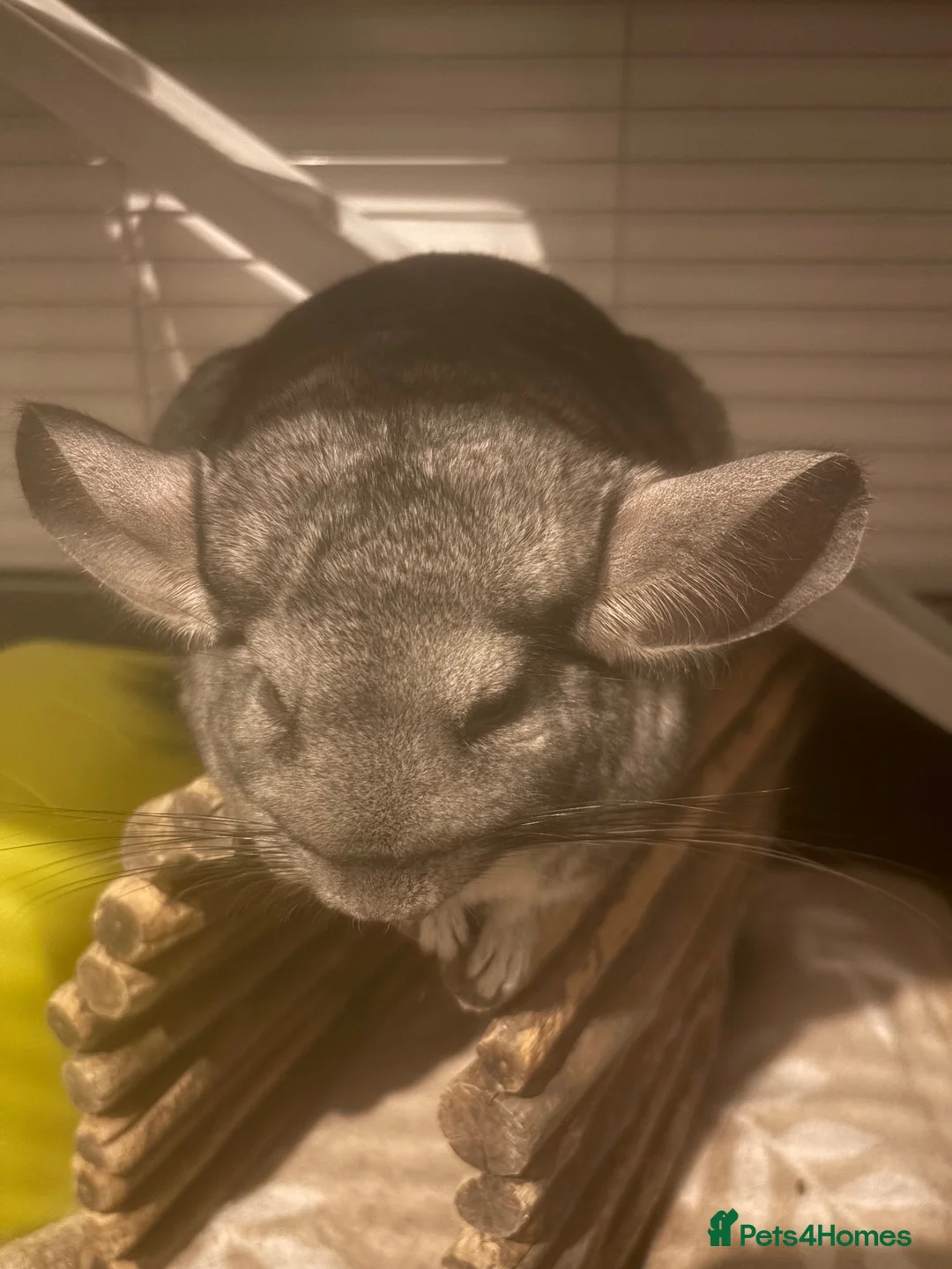 Chinchilla rodents for sale: Cupcake the chinchilla.  - Advert 3