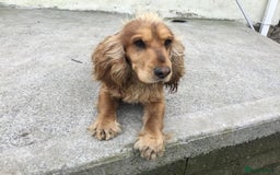 Mixed Breed dogs for sale: Chunky, Lab x Cocker  Fox Red Cockador pups - Image 12