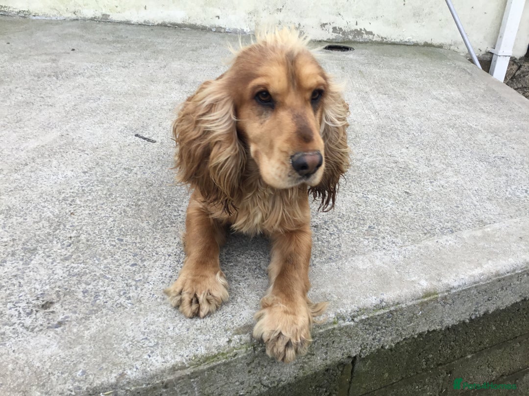 Mixed Breed dogs for sale: Chunky, Lab x Cocker  Fox Red Cockador pups - Image 12