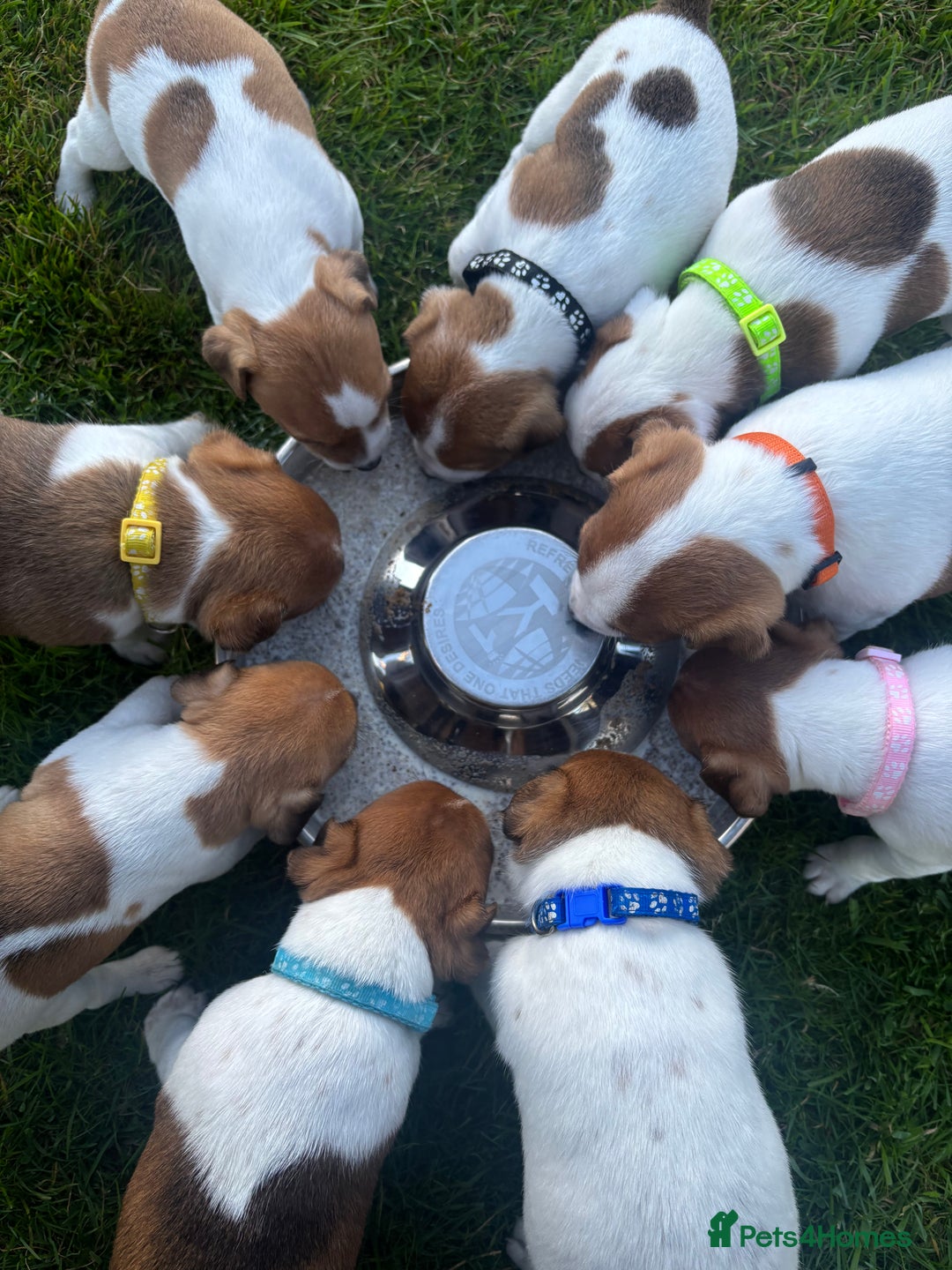 Jack Russell dogs for sale: Quality Jack Russell Puppies - Image 8
