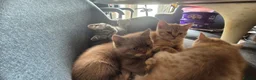 British Shorthair cats for sale: British short hair kittens in Manchester - Advert 11