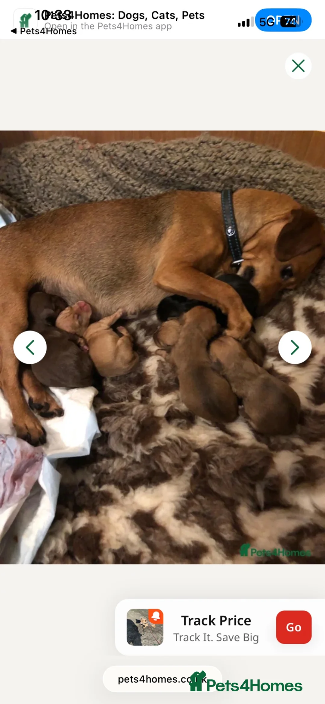 Jack Russell dogs for stud: Jack Russell for stud  in Lockerbie - Advert 5