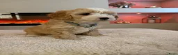 Cavapoo dogs for sale: Gorgeous Cavapoo puppies  - Advert 32