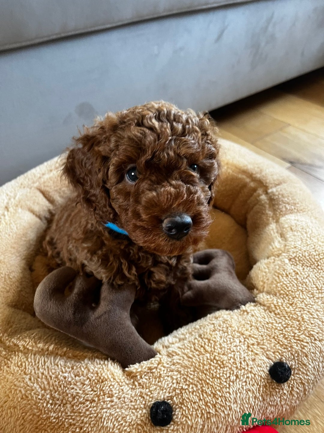 Miniature Poodle dogs for sale: 5 generation pedigree beautiful red mini poodles - Image 19