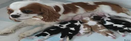 Cavalier King Charles Spaniel dogs for sale: MRI scanned pareents fully health tested  - Advert 16