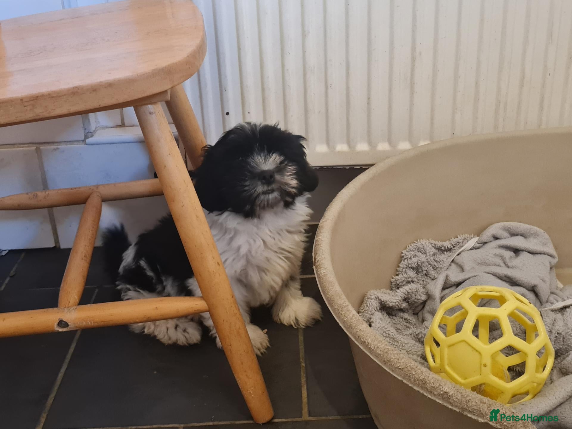 Mixed Breed dogs for sale: Shizu-tibetan terrier  - Advert 2
