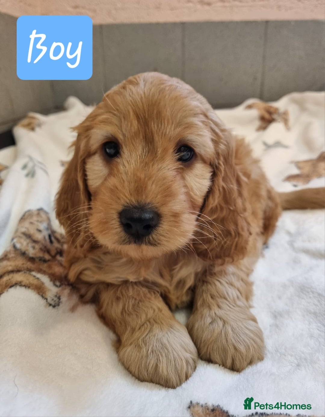 Cockapoo dogs for sale: Cockapoo puppies - Advert 8