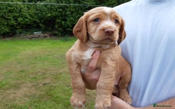 Cocker Spaniel dogs for sale: Cocker Spaniel Puppies - Image 7
