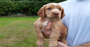 Cocker Spaniel dogs - Advert 5