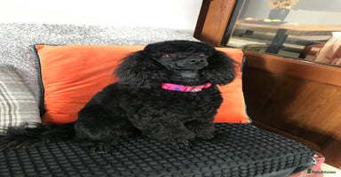 Miniature Poodle dogs - Advert 1