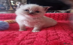 Ragdoll cats for sale: Kitten - Image 4