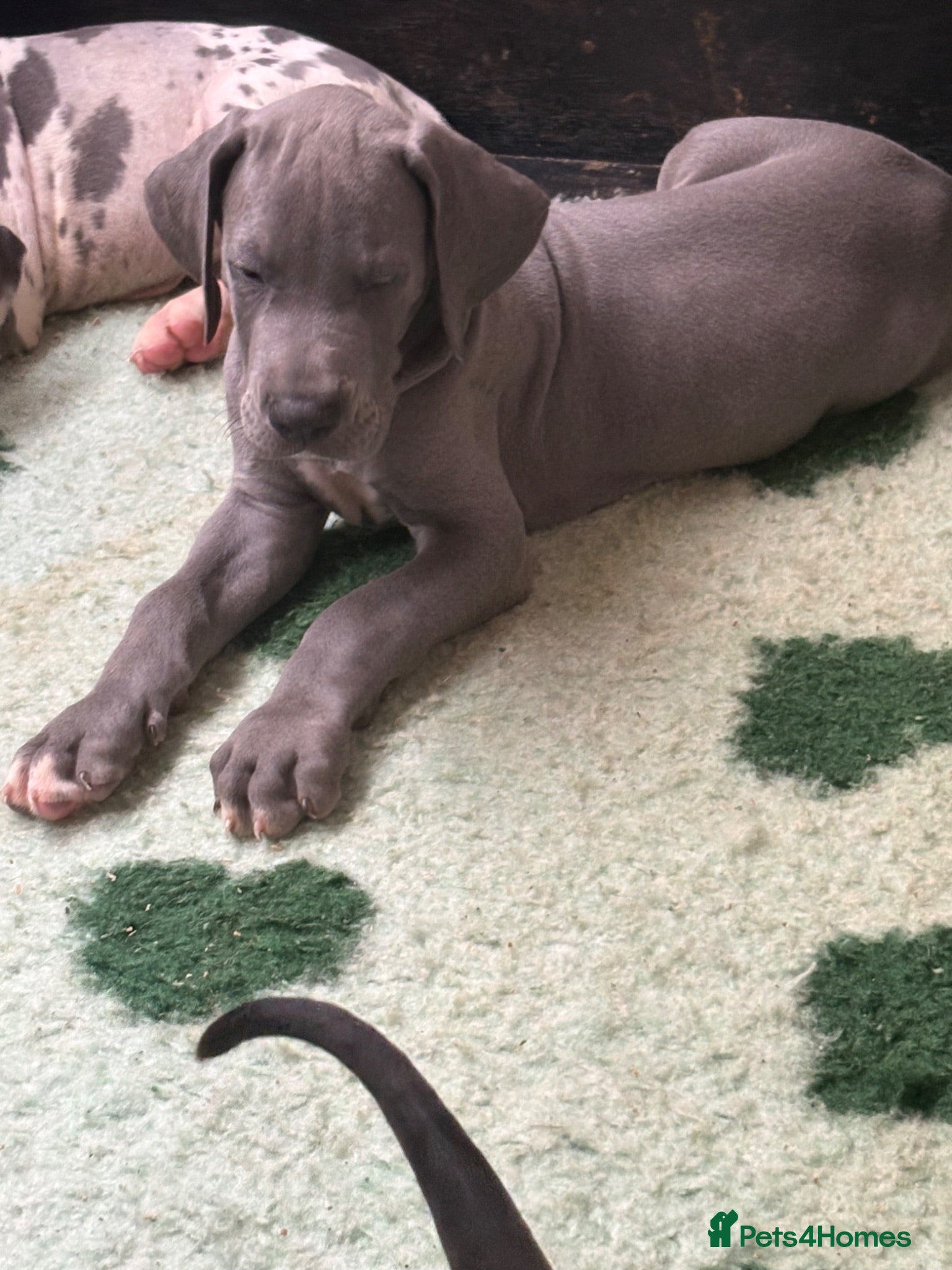 Great Dane dogs High Quality Great Dane Puppies - Advert 1