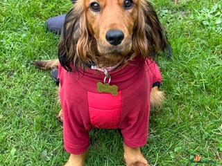 Cocker Spaniel dogs Beautiful Cocker Spaniel Litter - Advert 10