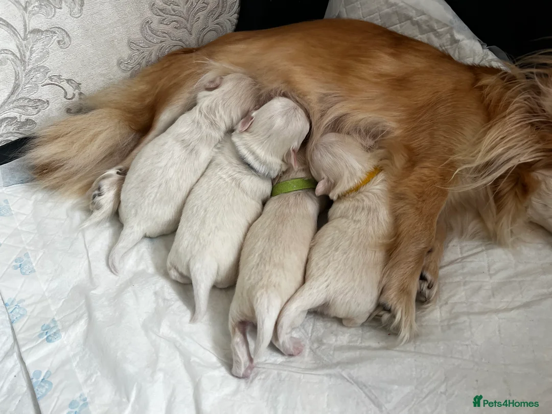 Chihuahua dogs for sale:  Long Coat Chihuahua Puppies - Advert 5