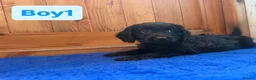 Labradoodle dogs for sale: Ready to leave. Beautiful puppies 😍😍 - Advert 8
