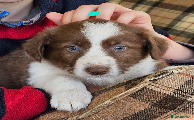 Border Collie dogs - Advert 2