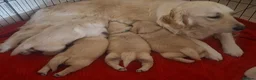 Golden Retriever dogs for sale: 1 KC girl ready for a new home! - Advert 28