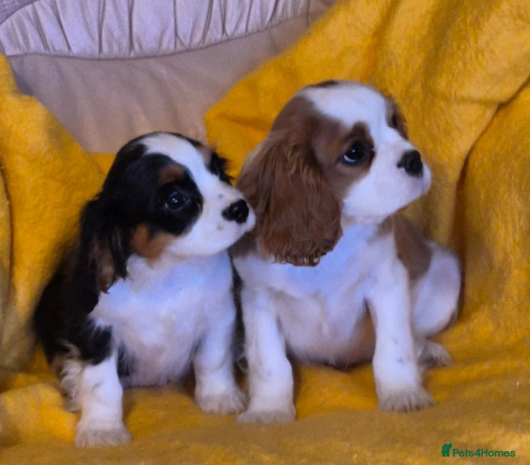Cavalier King Charles Spaniel dogs for sale: Beautiful Cavalier King Charles Spaniel puppies  - Advert 4