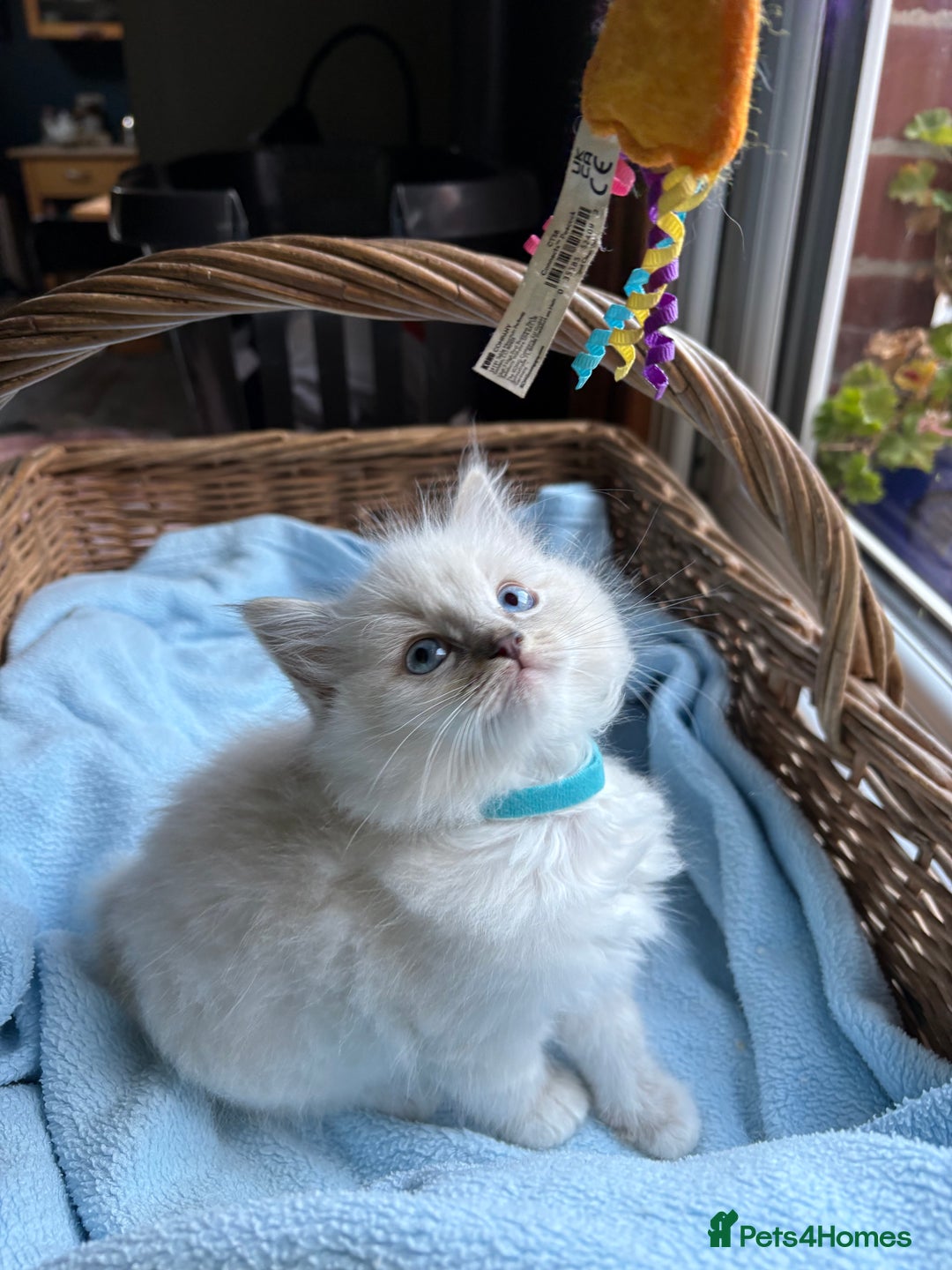 Ragdoll cats for sale: One gorgeous boy,  Luxury pedigree. - Image 18