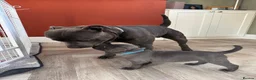 Staffordshire Bull Terrier dogs for stud: Blue Staffordshire Bull Terrier for Stud - Advert 3