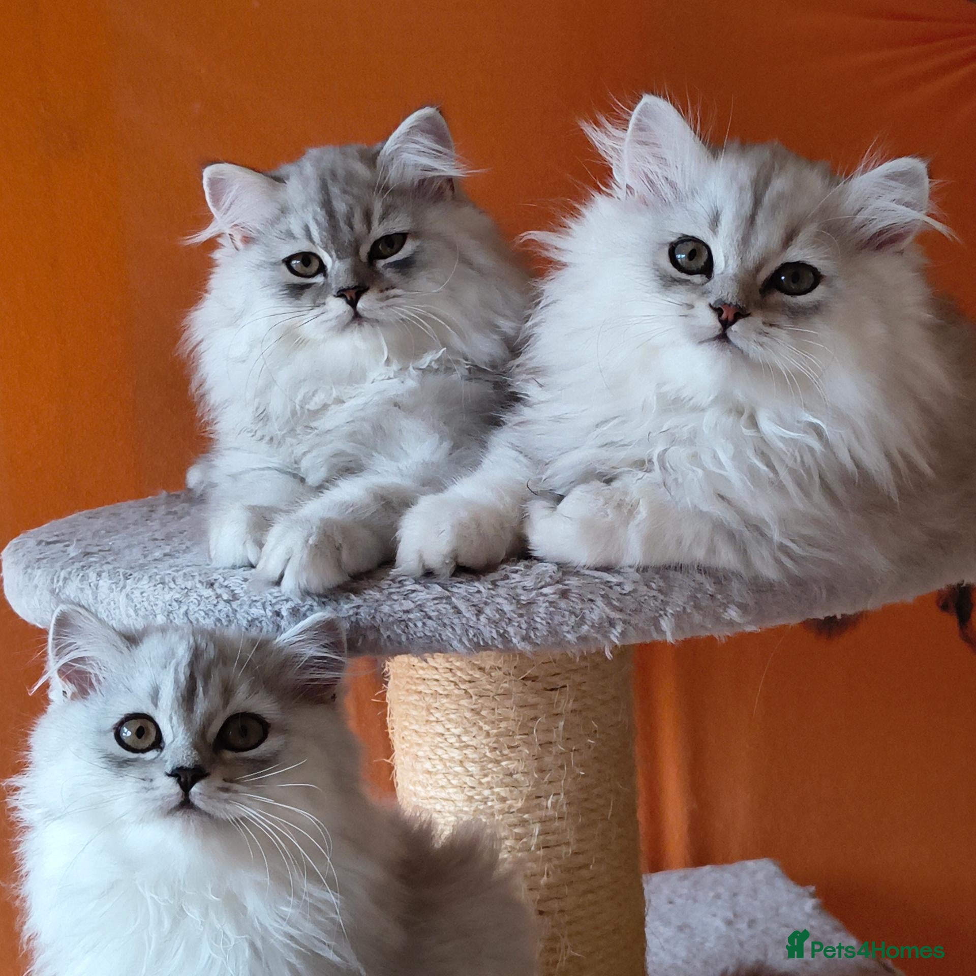 Scottish Fold cats Scottish fold and straight ear kitten's 😻 - Advert 1