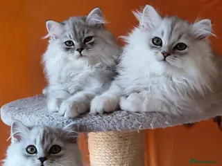Scottish Fold cats Scottish fold and straight ear kitten's 😻 - Advert 4