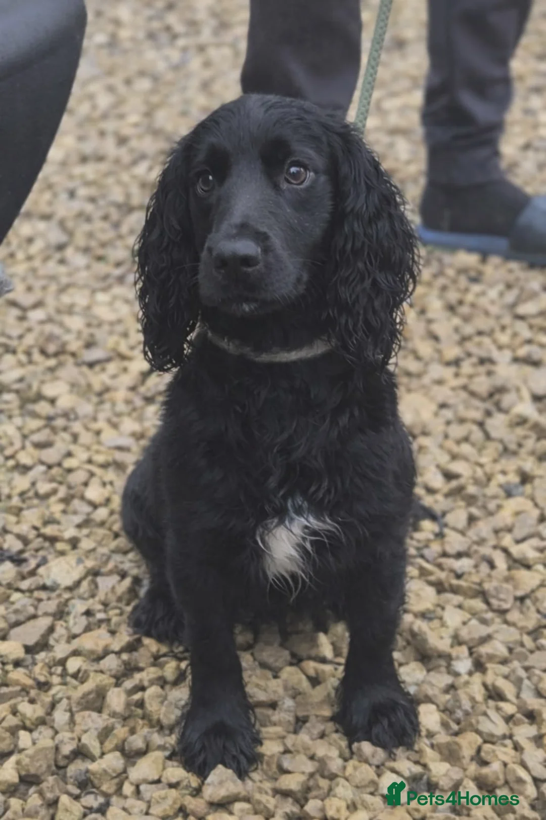 Mixed Breed dogs for sale: Beautiful Merle Lurcher cross puppies - Advert 15