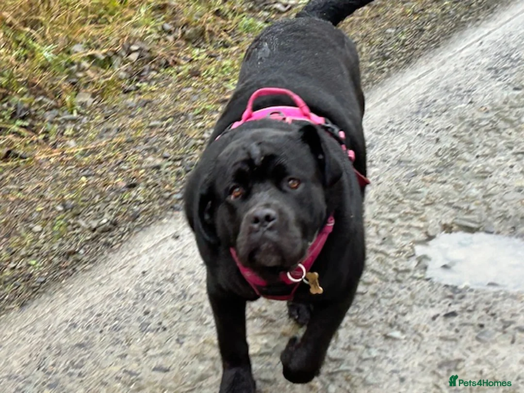 Cane Corso dogs for sale: Cane Corso Needing New Home in Carlisle - Advert 3