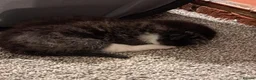 Mixed Breed cats for sale: 6 Adorable Fluffy Maine Coon X Calaco kittens  - Advert 24