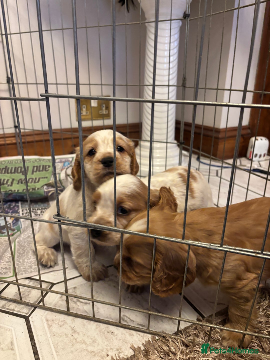Cocker Spaniel dogs for sale: KC reg cocker spaniels  - Advert 7