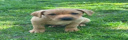 Labrador Retriever dogs for sale: Fox red Labrador  in Beccles - Advert 1