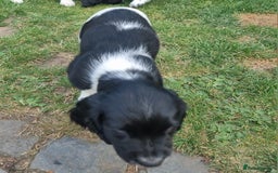 English Springer Spaniel dogs for sale: springer spaniel puppies - Image 9