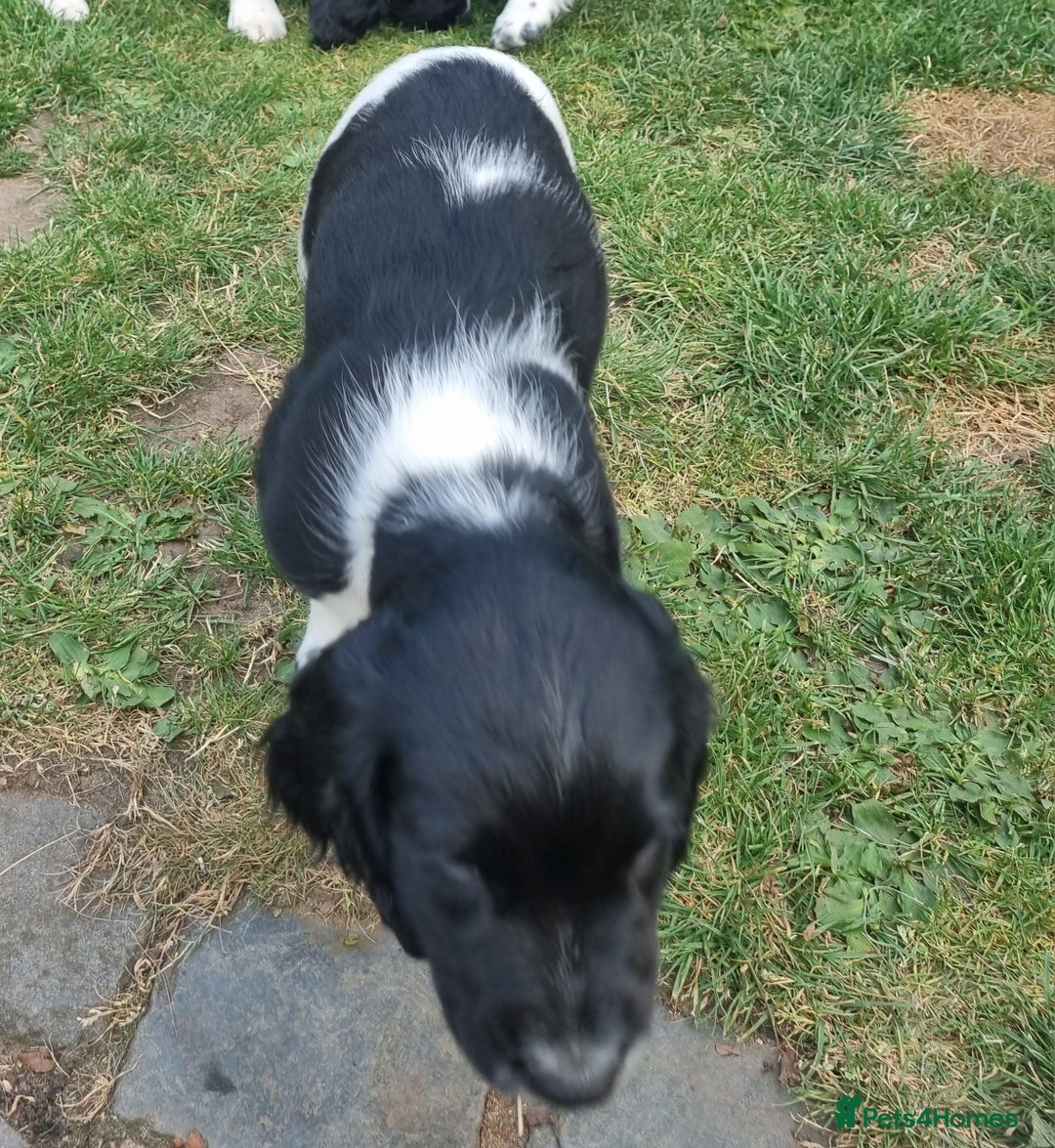 English Springer Spaniel dogs for sale: springer spaniel puppies - Image 9