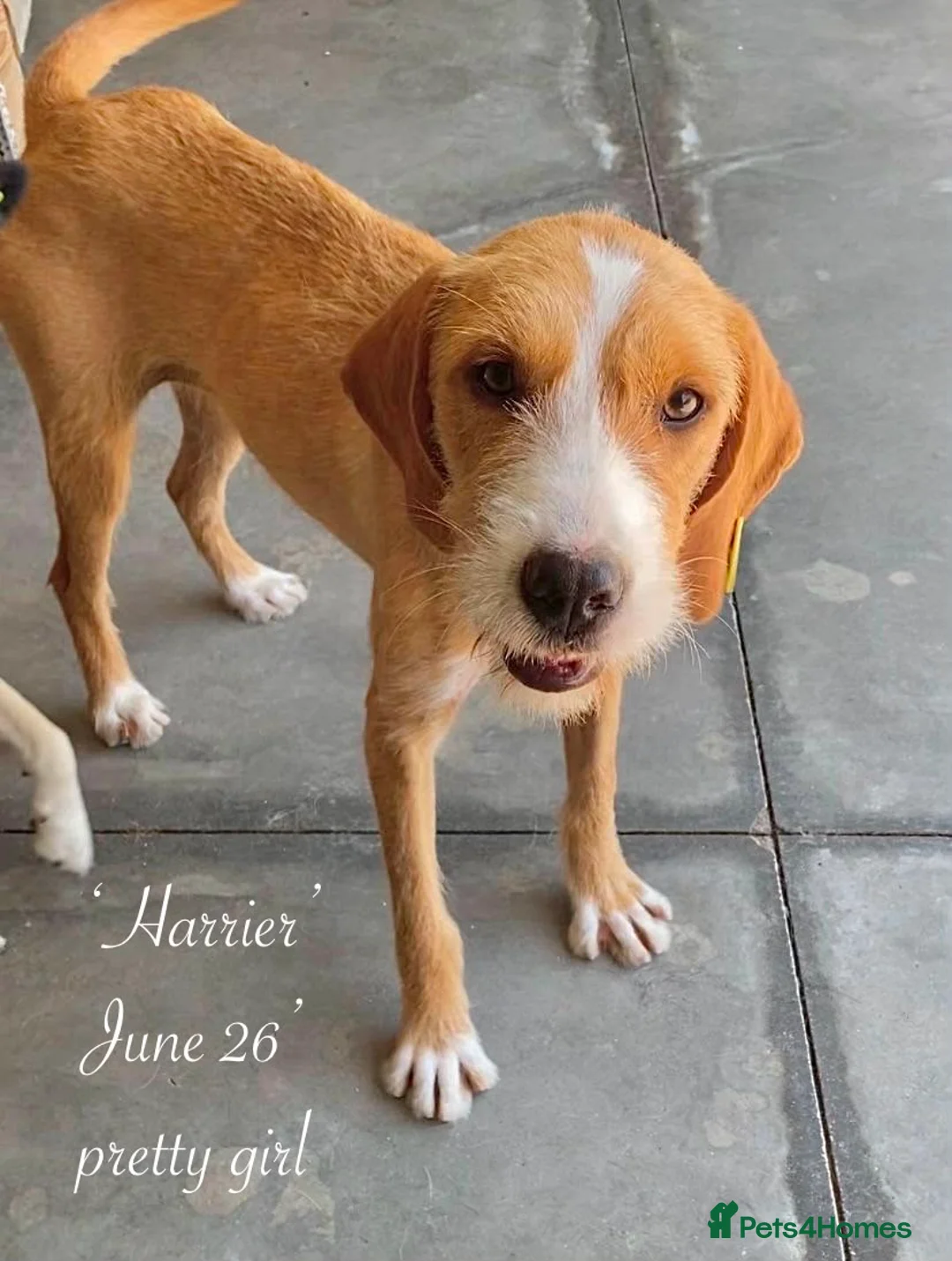 Mixed Breed dogs for adoption: Harrier. 4 yrs approx. Available for adoption. in Brixham - Advert 1