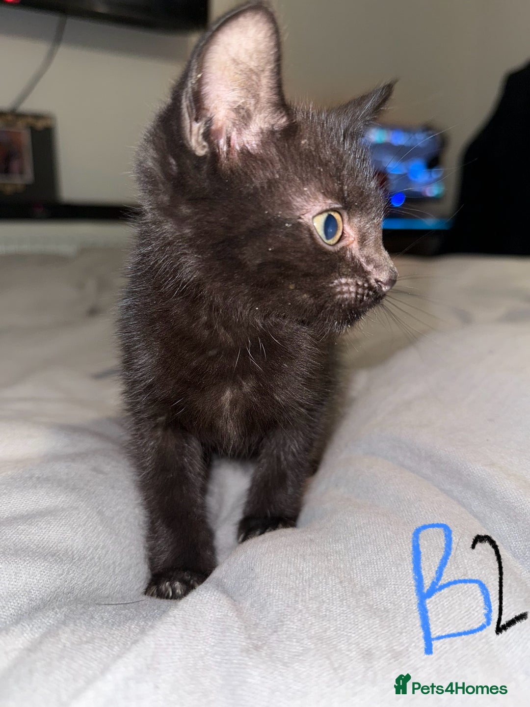 Mixed Breed cats for sale: 5x kittens looking for forever homes  - Image 10