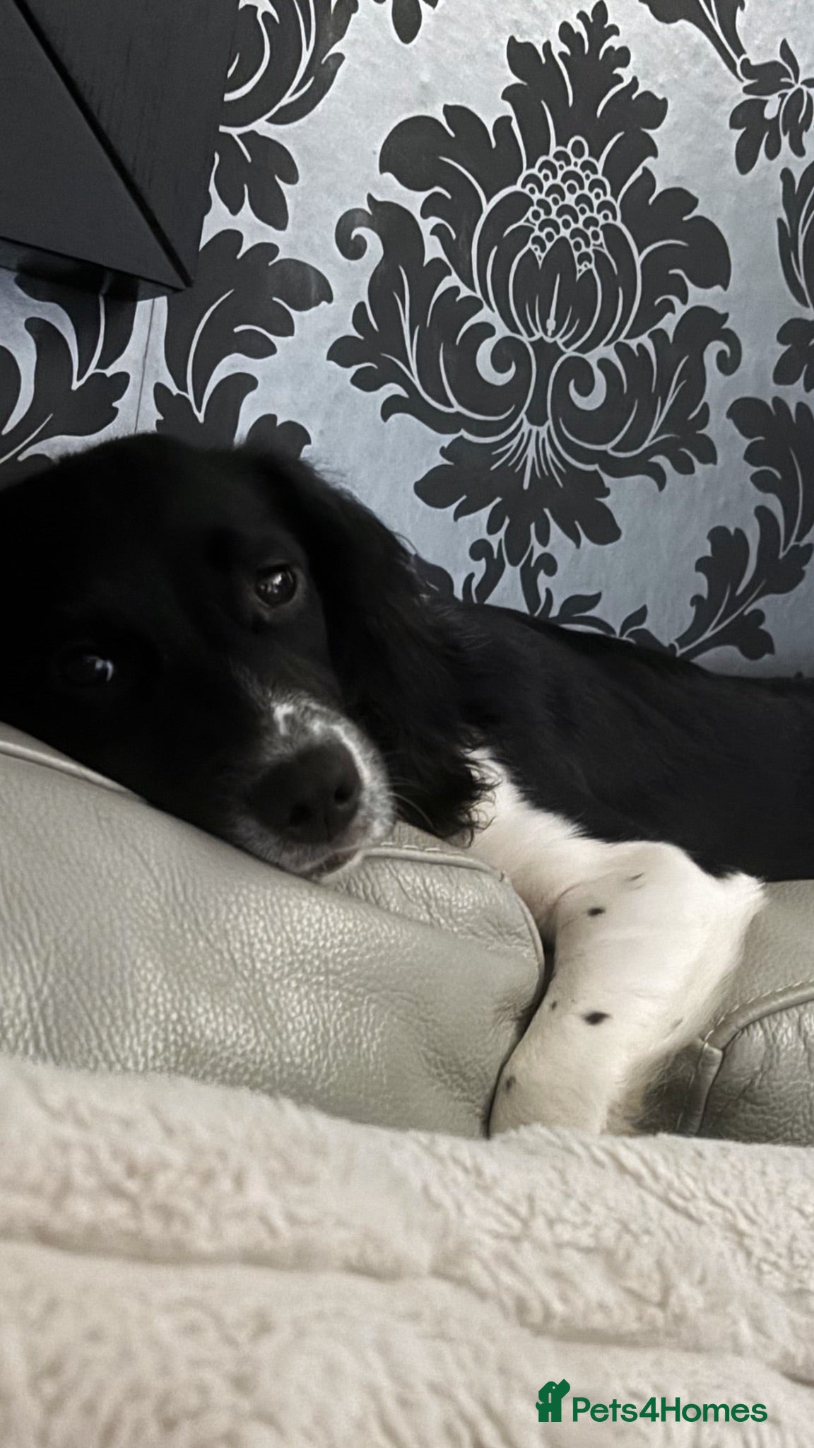 Sprocker dogs 7 month old female sprocker spaniel  - Advert 1