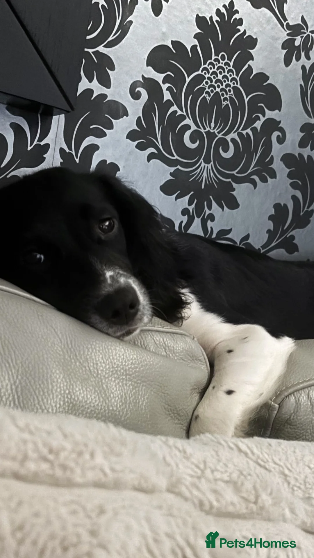 Sprocker dogs for sale: 7 month old female sprocker spaniel  in Manchester - Advert 1