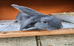 Mixed Breed rabbits for sale: Gorgeous bun needs a loving forever home - Image 2