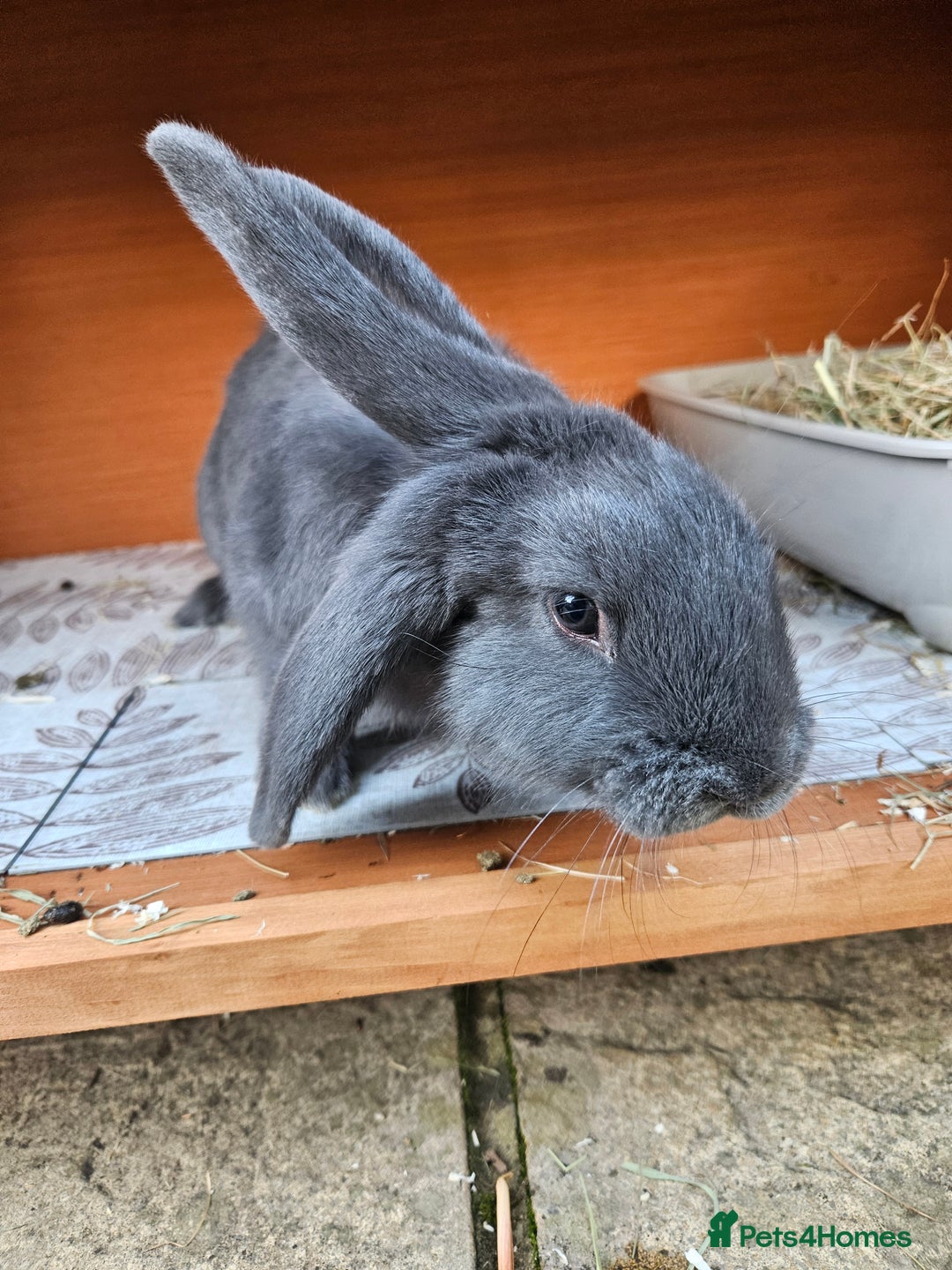 Mixed Breed rabbits for sale: Gorgeous bun needs a loving forever home - Image 2