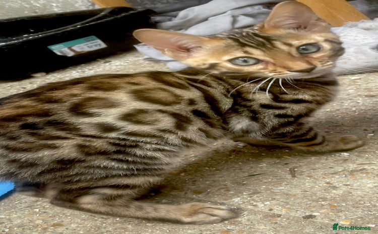 Bengal cats - Advert 16