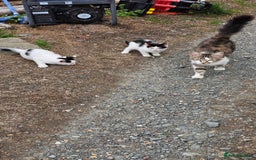 Domestic Shorthair cats for sale: 2 Black and White male kittens  - Image 2