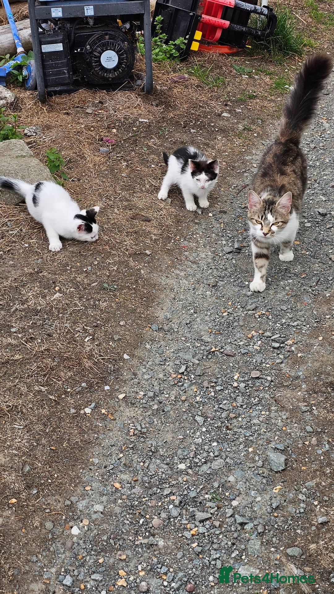 Domestic Shorthair cats for sale: 2 Black and White male kittens  - Image 2