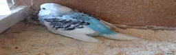 Budgerigars birds for sale: Baby Budgies For Sale. Born In April - Advert 5