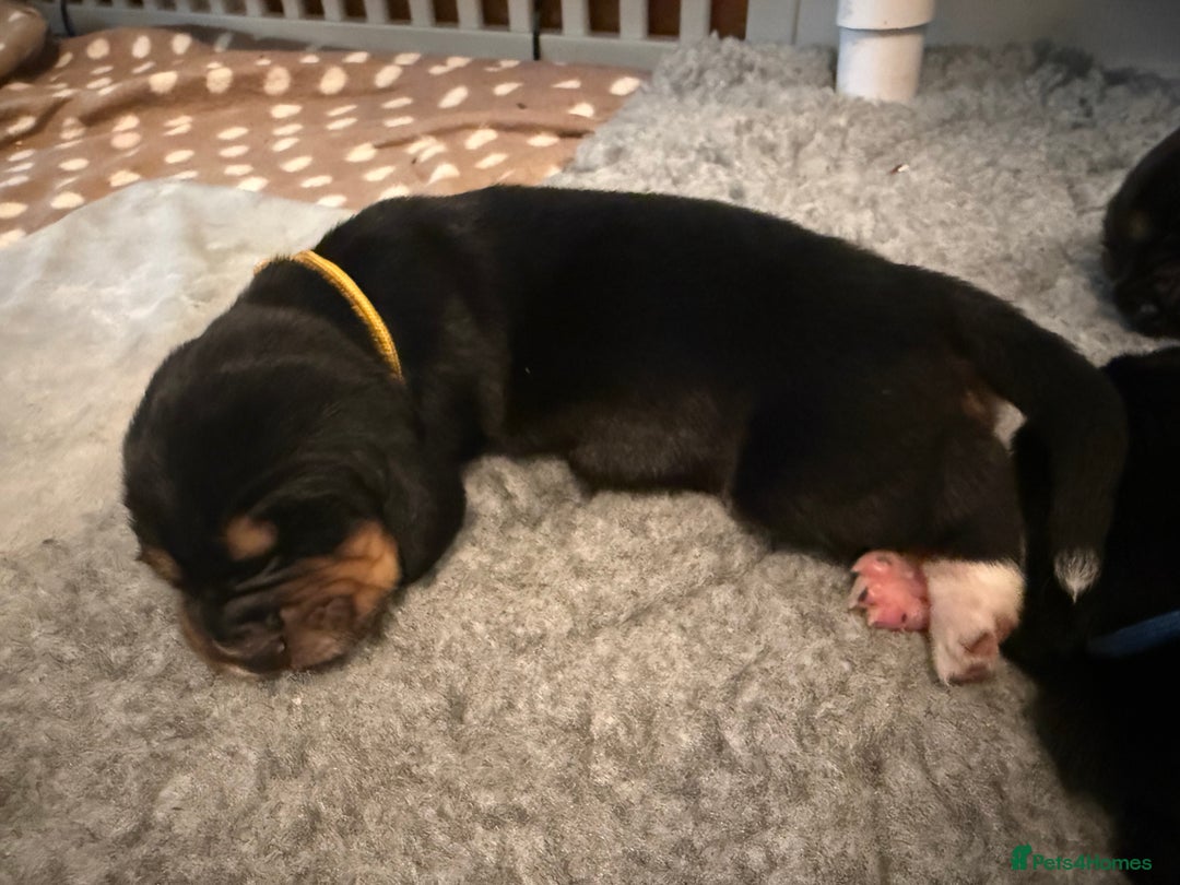 Basset Hound dogs for sale: Beautiful Basset Hound Puppies - Image 15
