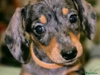 Miniature Dachshund dogs KC Reg Beautiful Dachshund Puppies - Advert 15