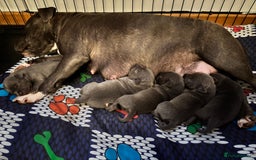 Staffordshire Bull Terrier dogs for sale: Blue staffy pups - Image 1