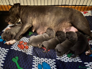 Staffordshire Bull Terrier dogs - Advert 1