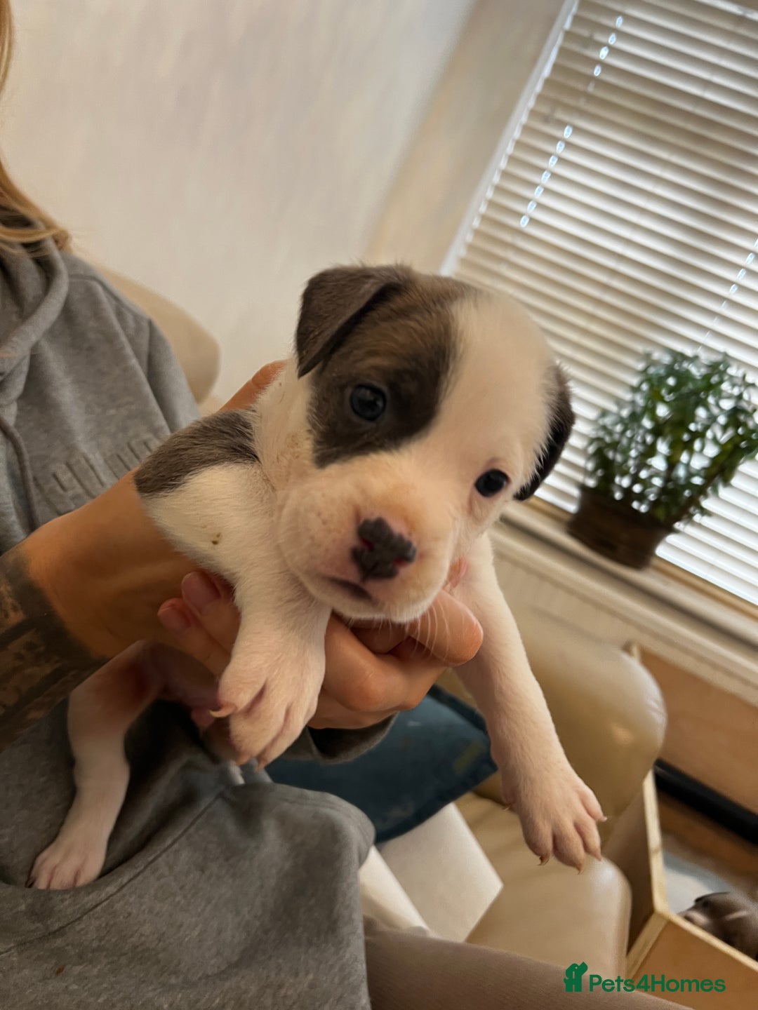 American Bull Staffy dogs for sale: Perfect Puppies -American Bull Staffy’s  - Advert 9